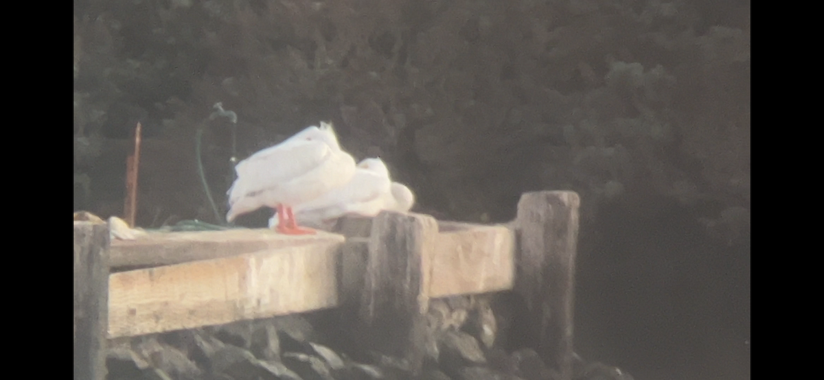 American White Pelican - ML646623581