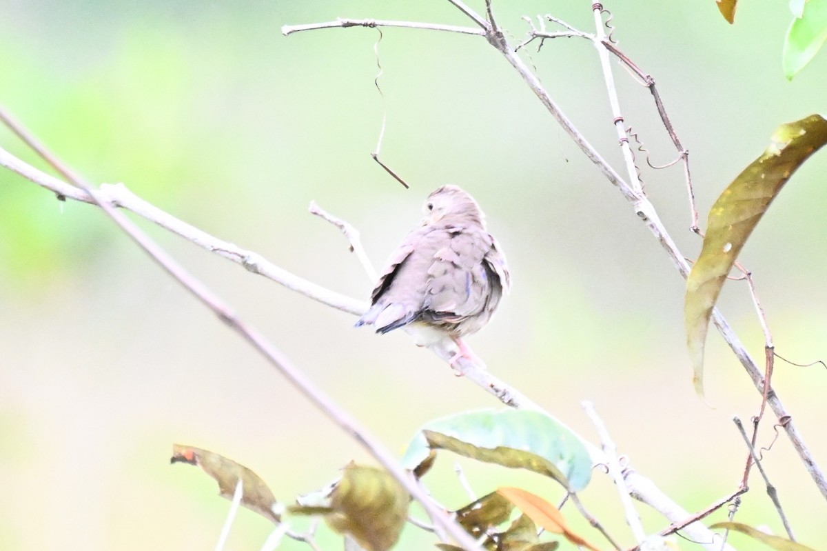 Plain-breasted Ground Dove - ML646623582