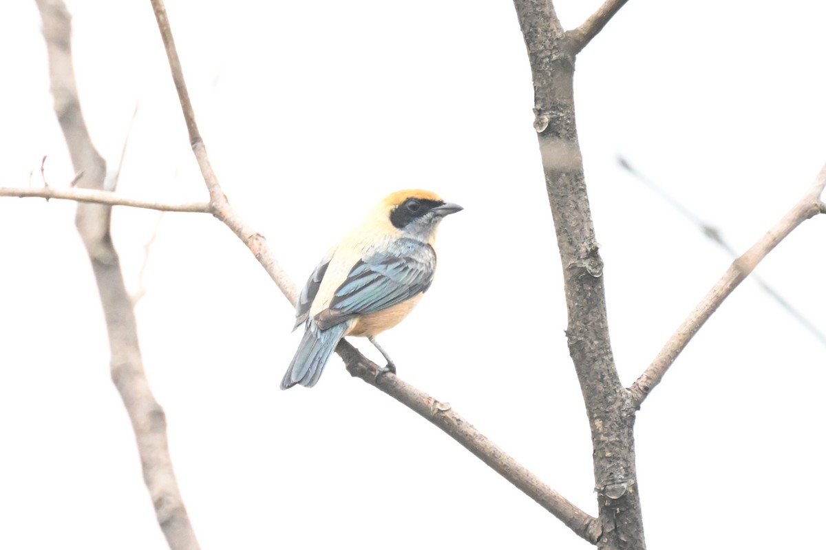 Burnished-buff Tanager - ML646623584