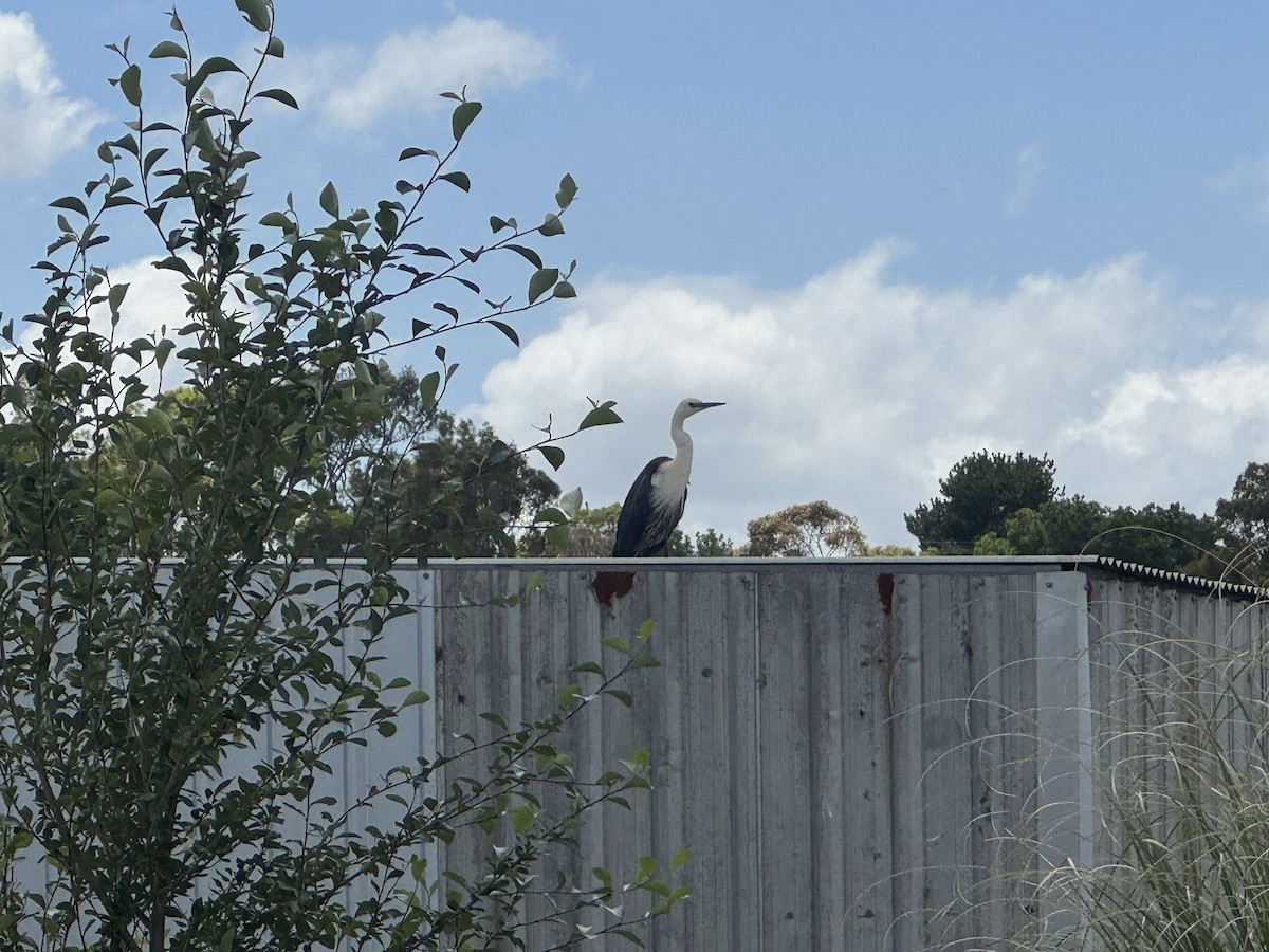 Pacific Heron - ML646623585