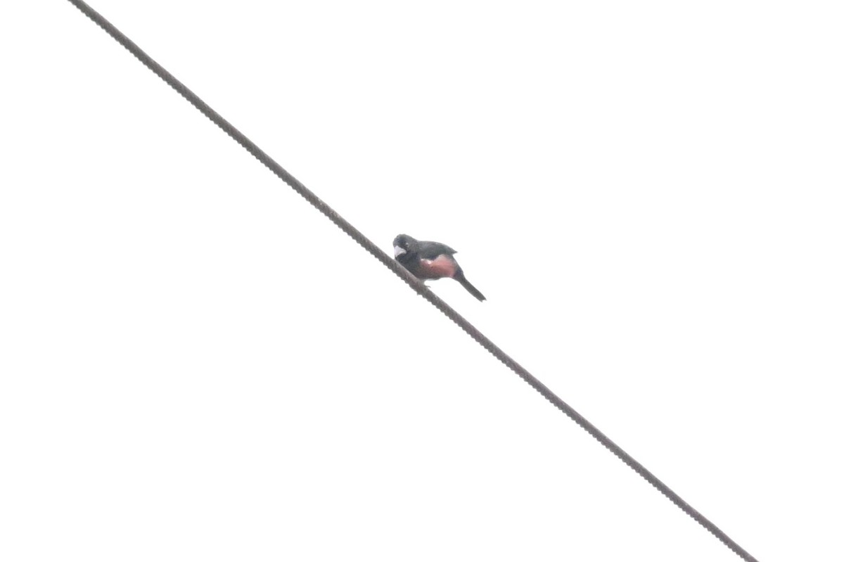 Chestnut-bellied Seed-Finch - ML646623588