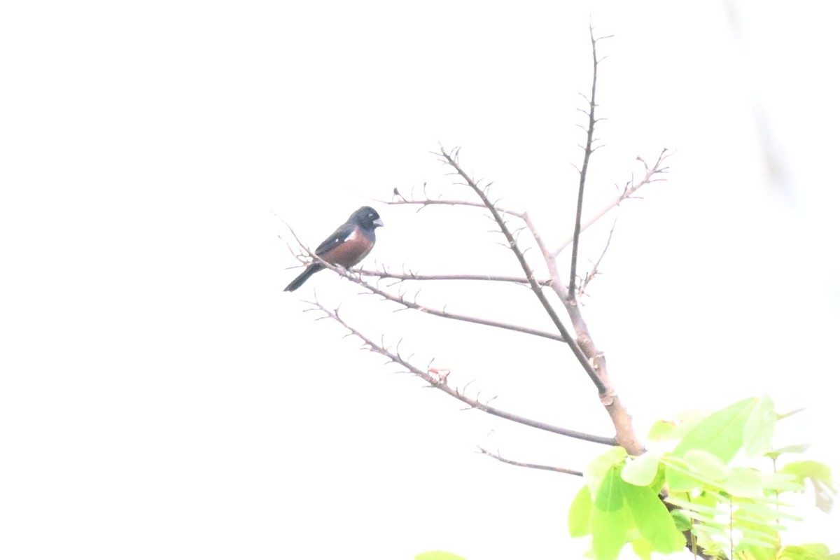 Chestnut-bellied Seed-Finch - ML646623589