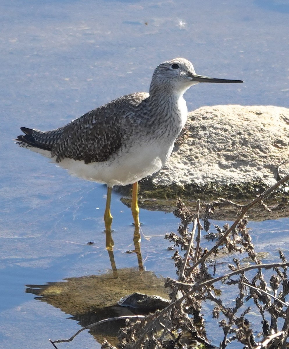 Пёстрый улит - ML646623590