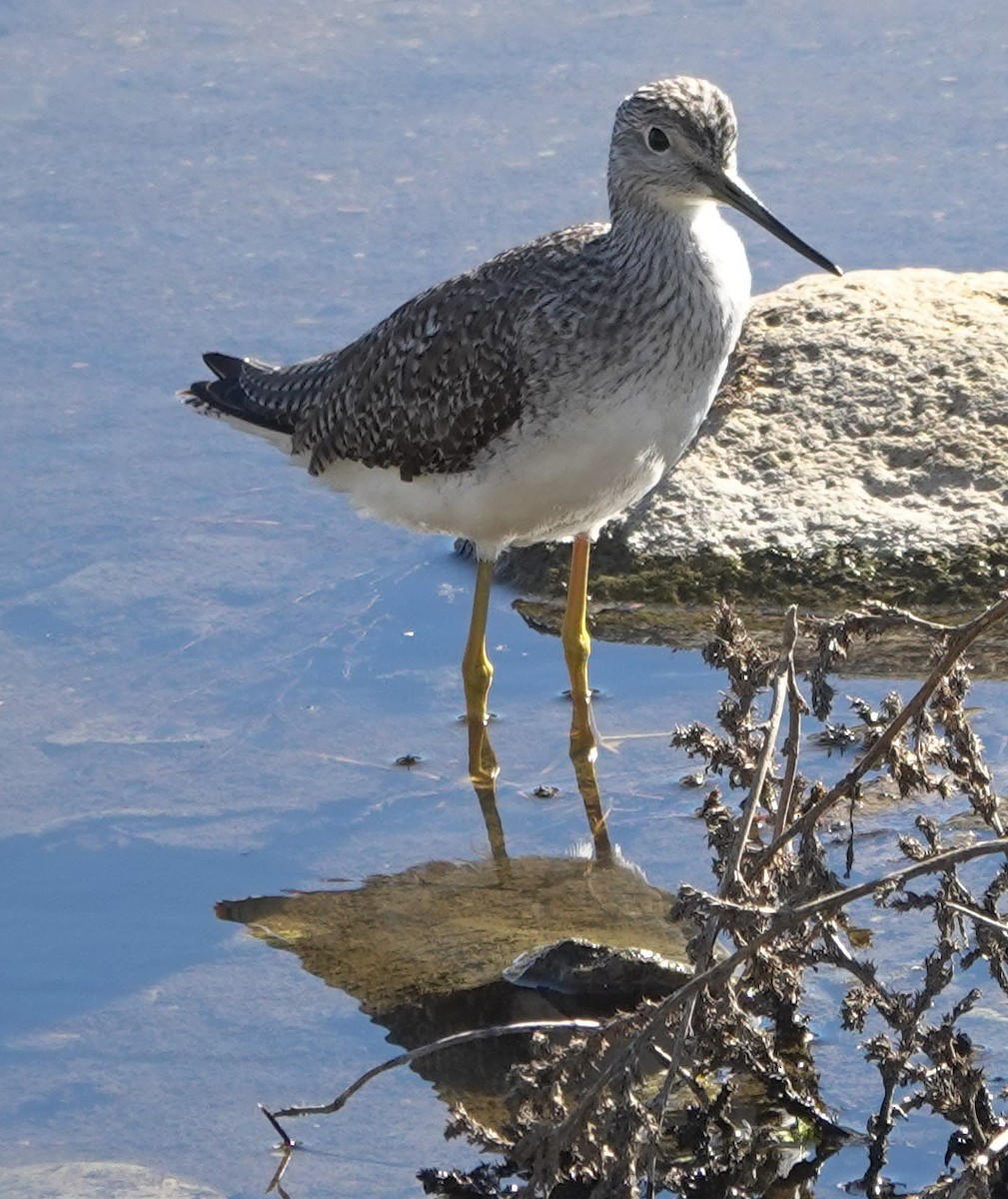 Greater Yellowlegs - ML646623591