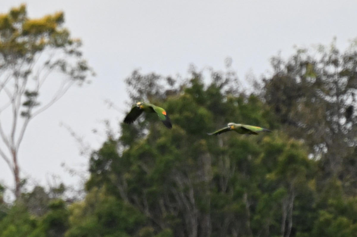 Orange-winged Amazon - ML646623592