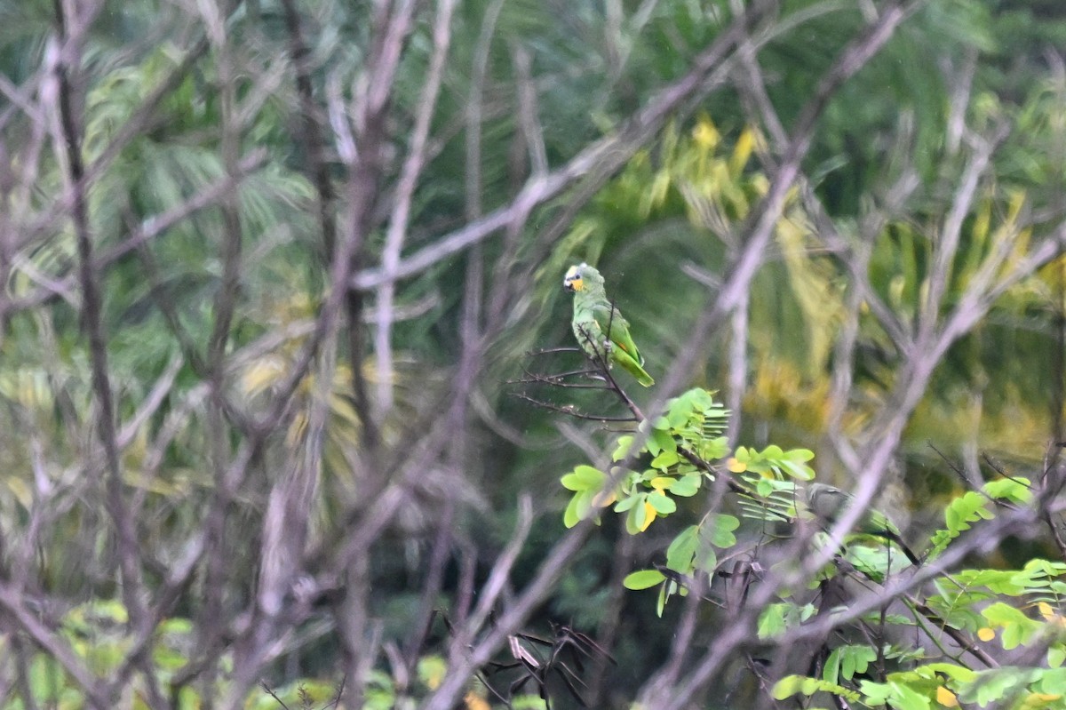 Оранжевокрылый амазон - ML646623593