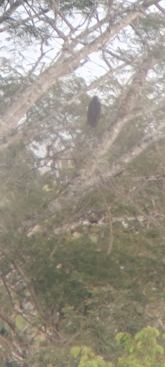 Катарта-индейка - ML646623594