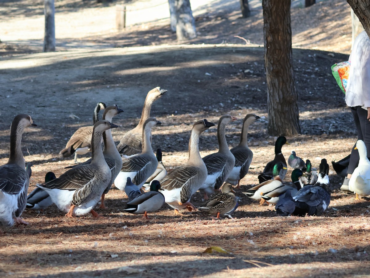 Сухонос (Одомашненного типа) - ML646623595