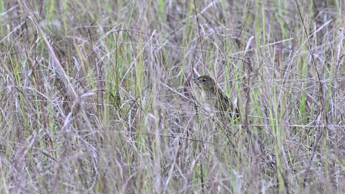 Клинохвостая колудито - ML646623597