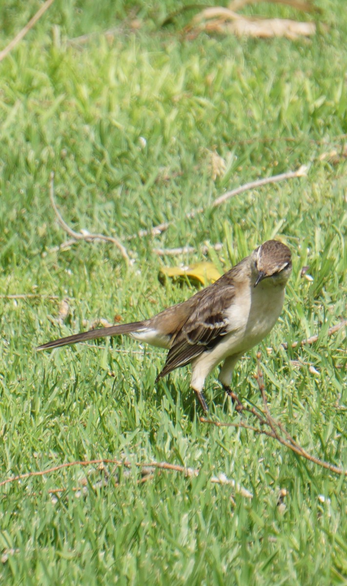 Белобровый пересмешник - ML646623598