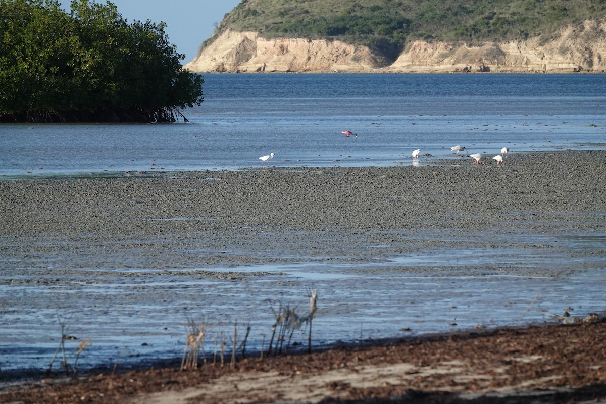 Розовая колпица - ML646623599