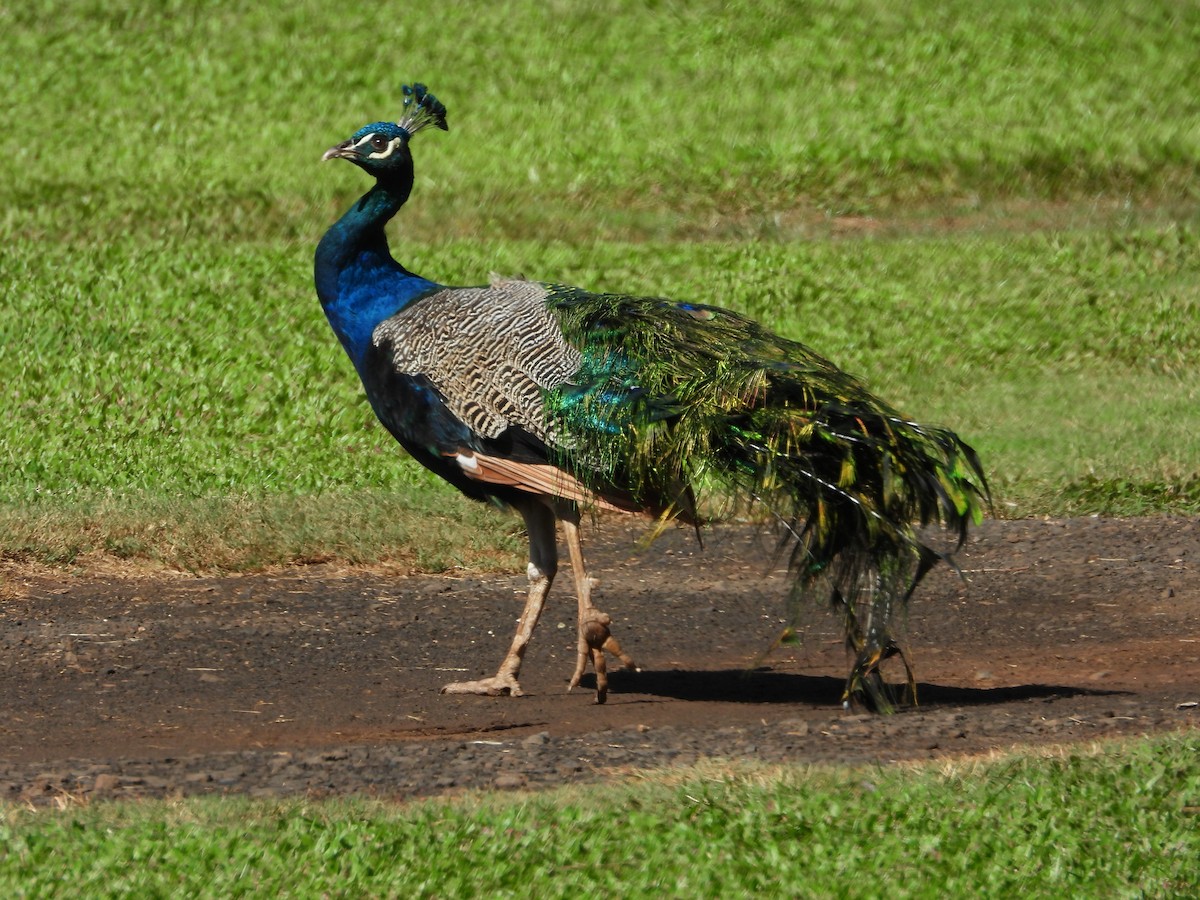 Индийский павлин - ML646623600