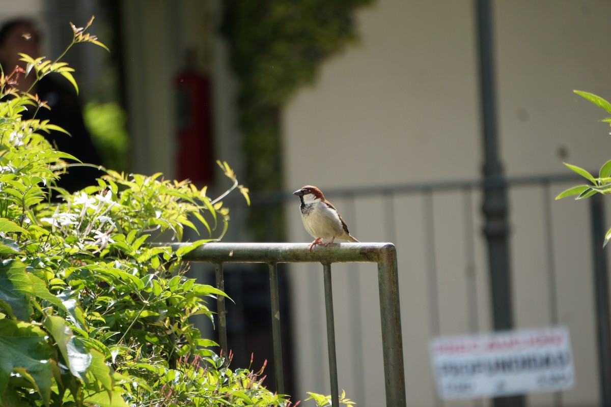 Домовый воробей - ML646623604