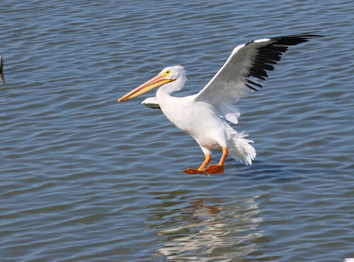 Пеликан-носорог - ML646623605