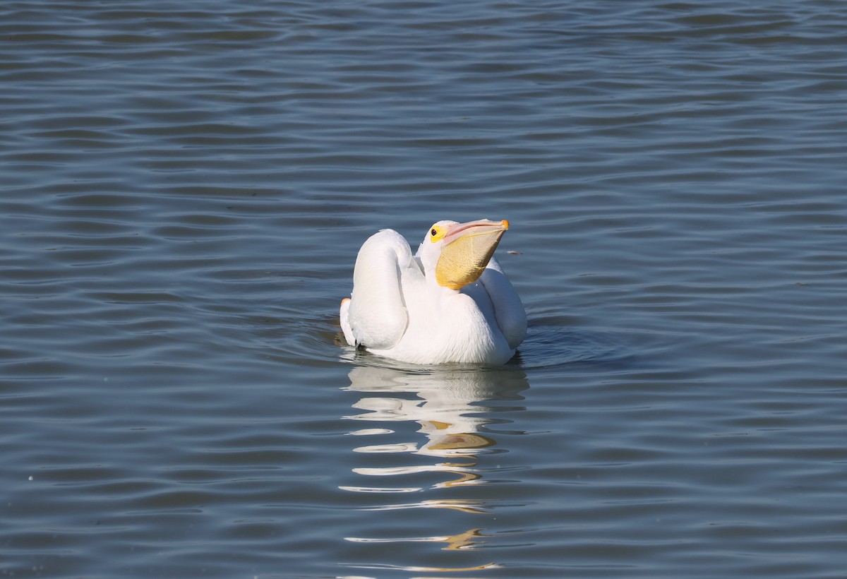 Пеликан-носорог - ML646623606