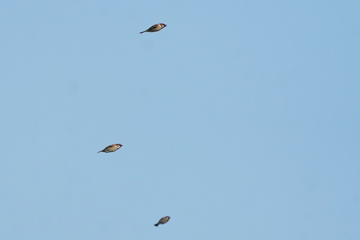 Полевой воробей - ML646623609