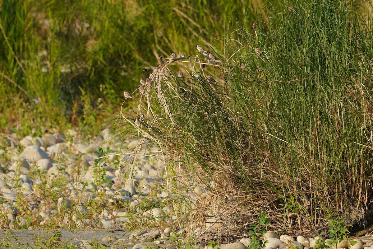 Полевой воробей - ML646623610