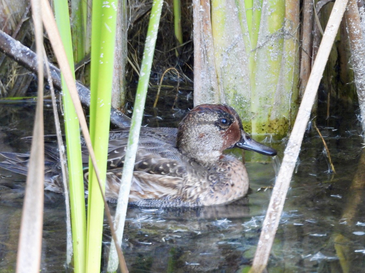 Чирок-свистунок - ML646623611