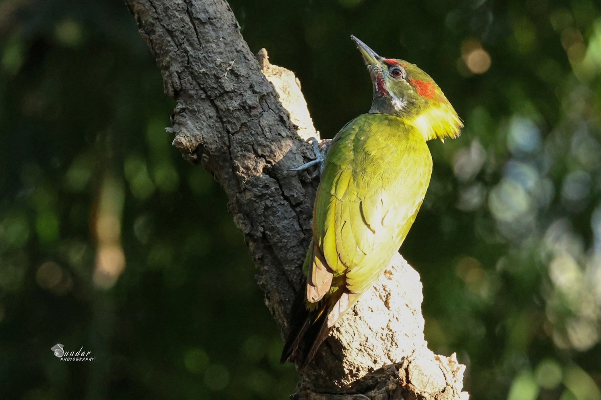 Малый желтохохлый дятел - ML646623613