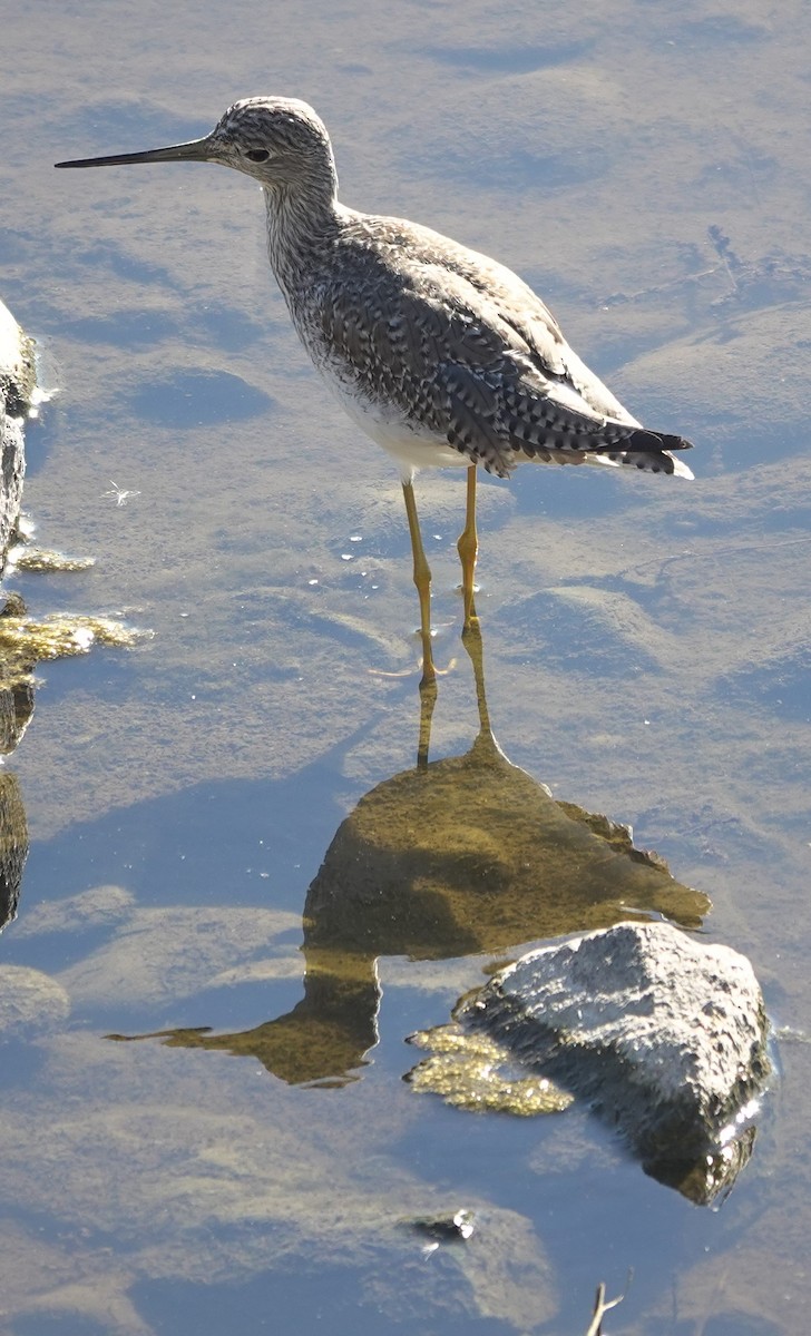 Пёстрый улит - ML646623614