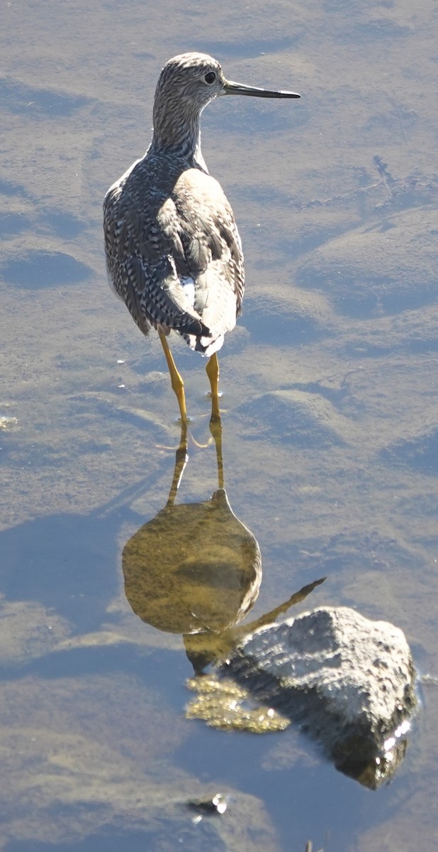 Пёстрый улит - ML646623615