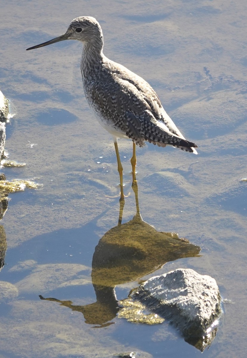 Пёстрый улит - ML646623616