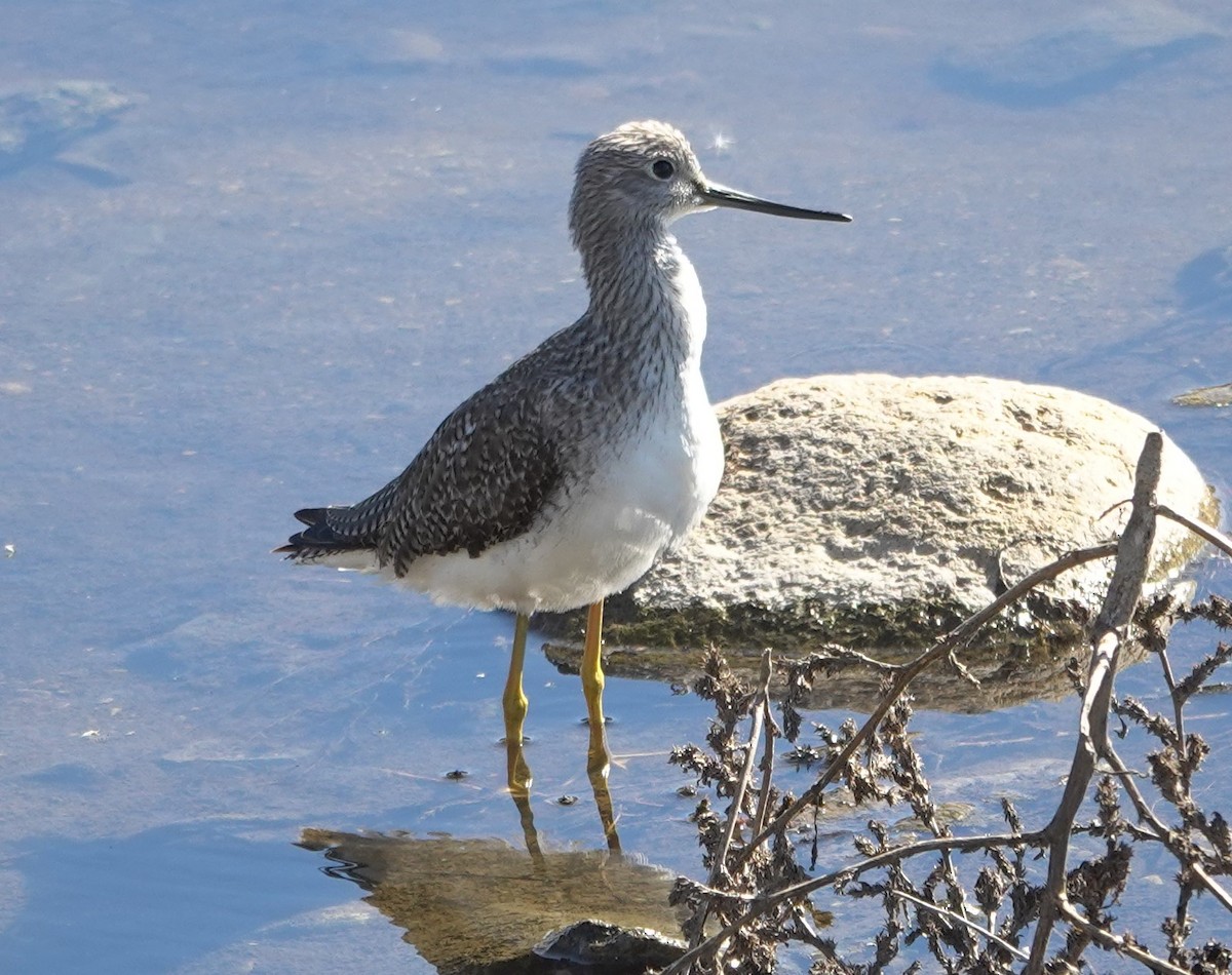 Пёстрый улит - ML646623617