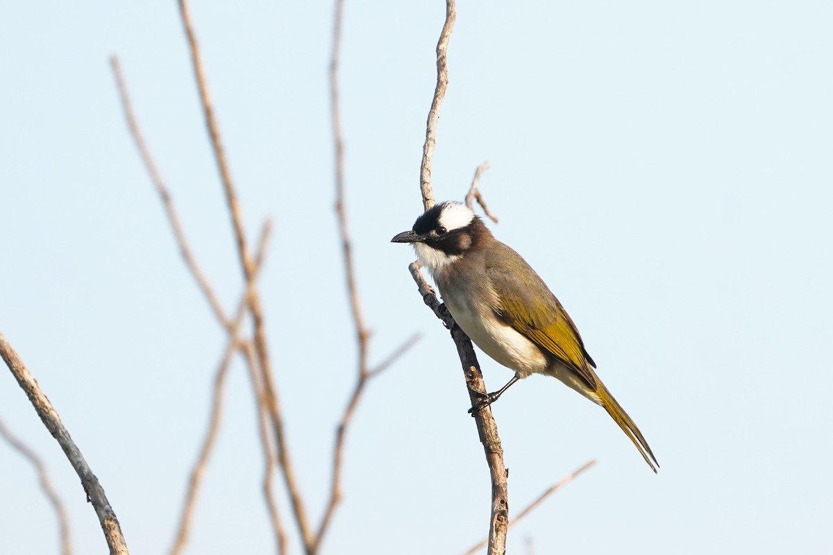 Китайский бюльбюль - ML646623620