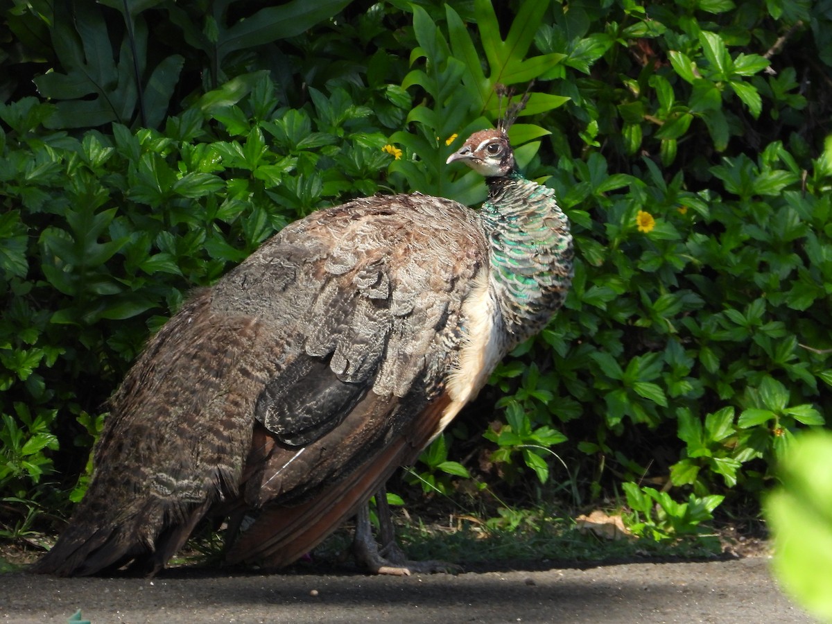 Индийский павлин - ML646623621