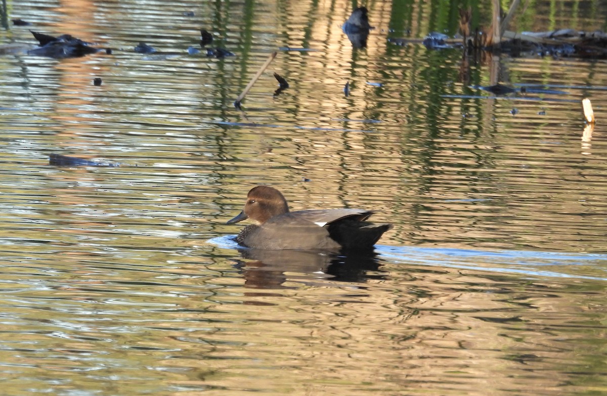 Серая утка - ML646623624