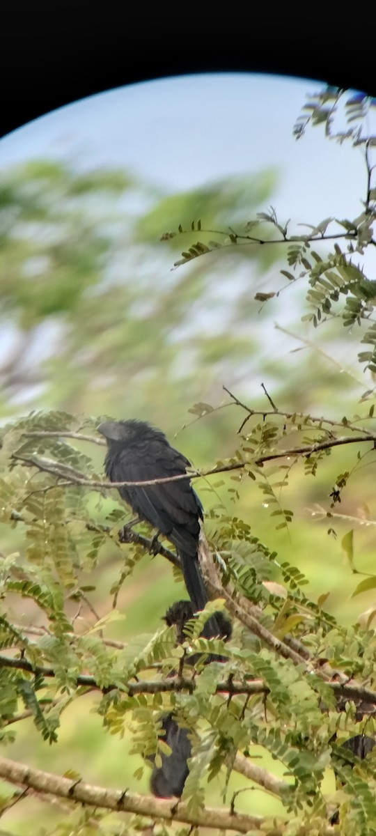 Морщинистоклювая ани - ML646623627