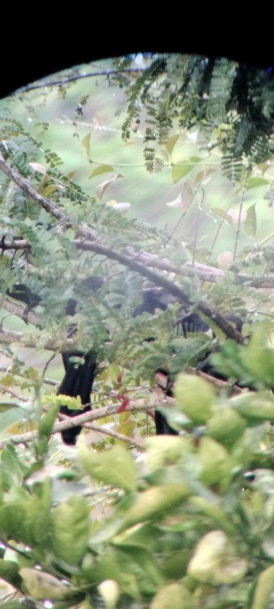 Морщинистоклювая ани - ML646623628