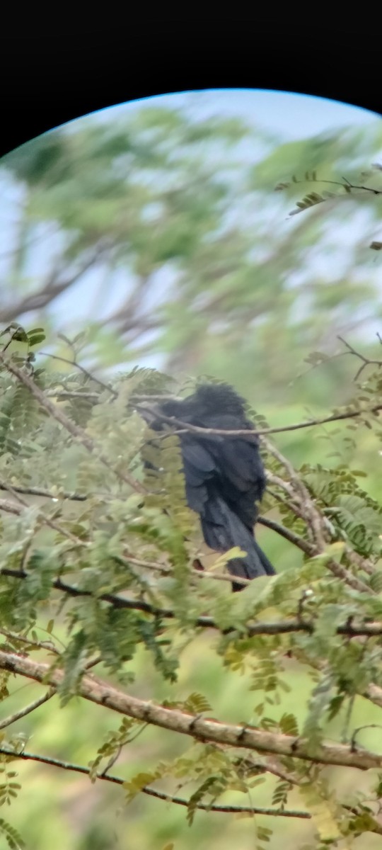 Морщинистоклювая ани - ML646623630