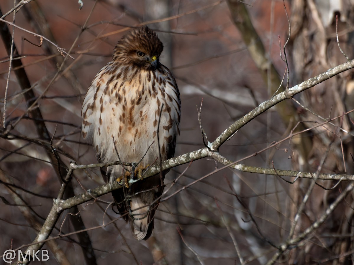 Red-shouldered Hawk - ML646623636