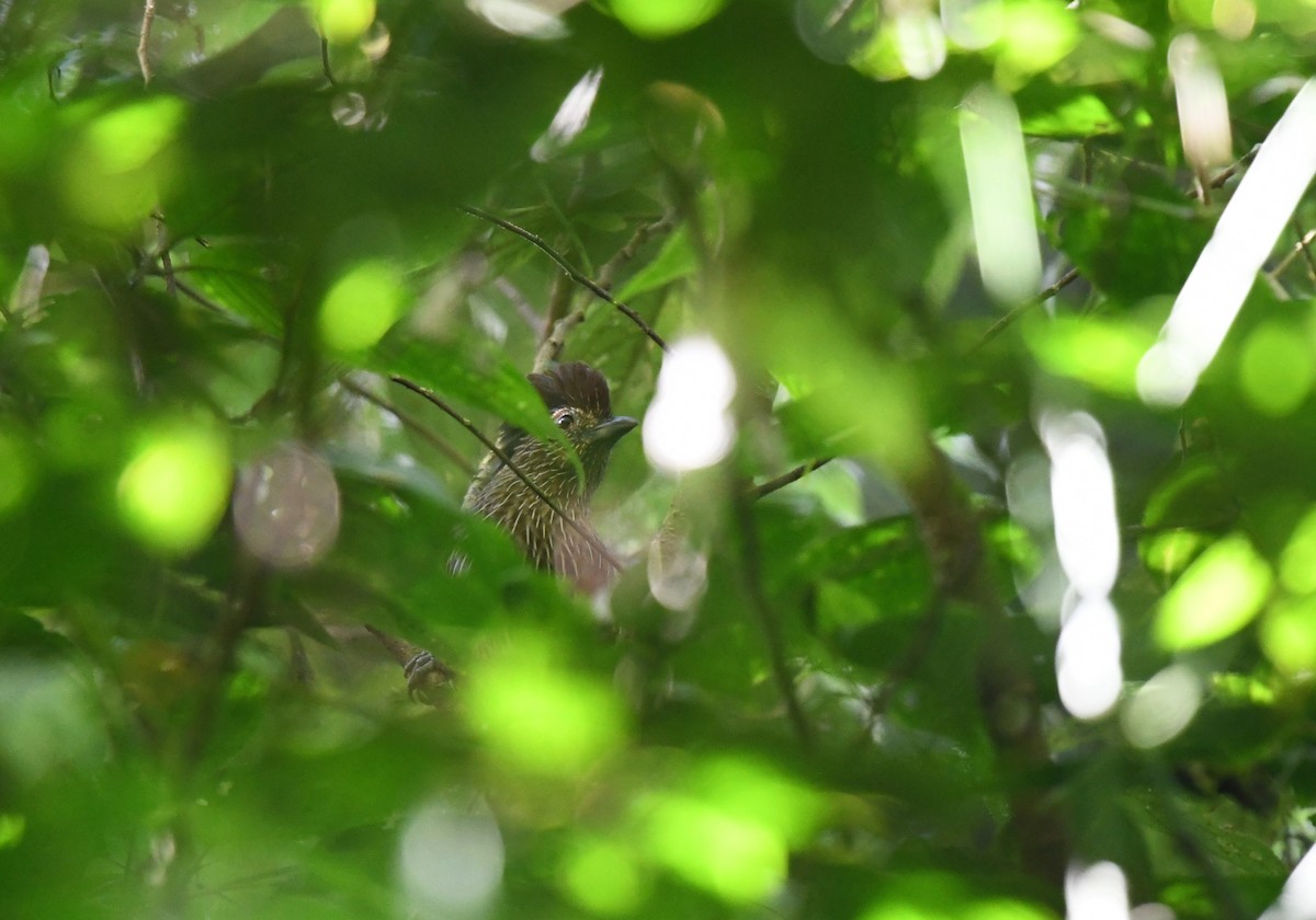 Streifenbülbülhäherling - ML646623637