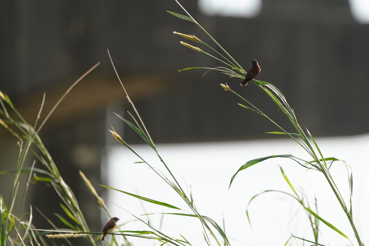 Capucin à tête noire - ML646623642