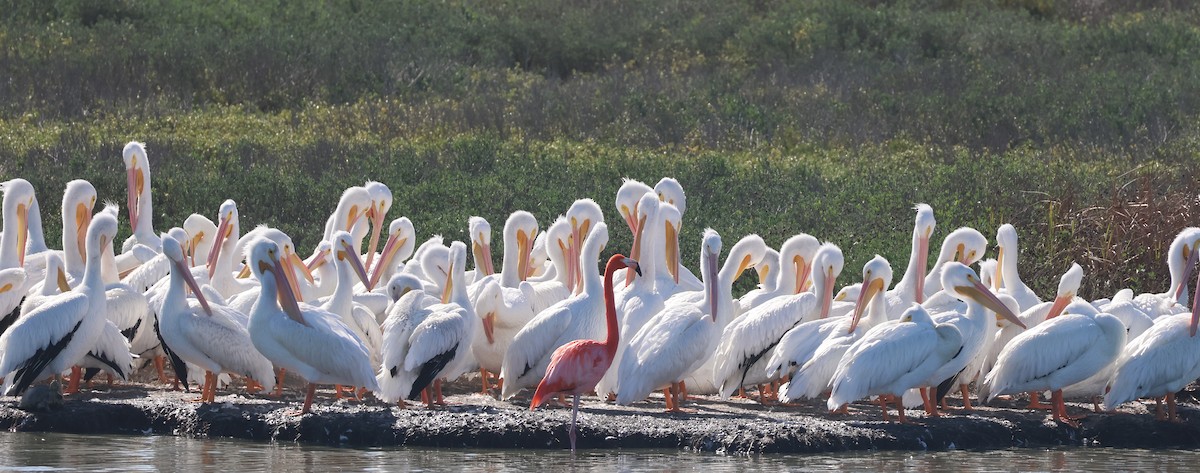 Flamenko gorria - ML646623643