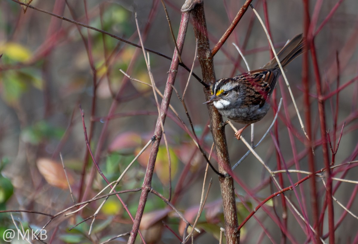 White-throated Sparrow - ML646623644