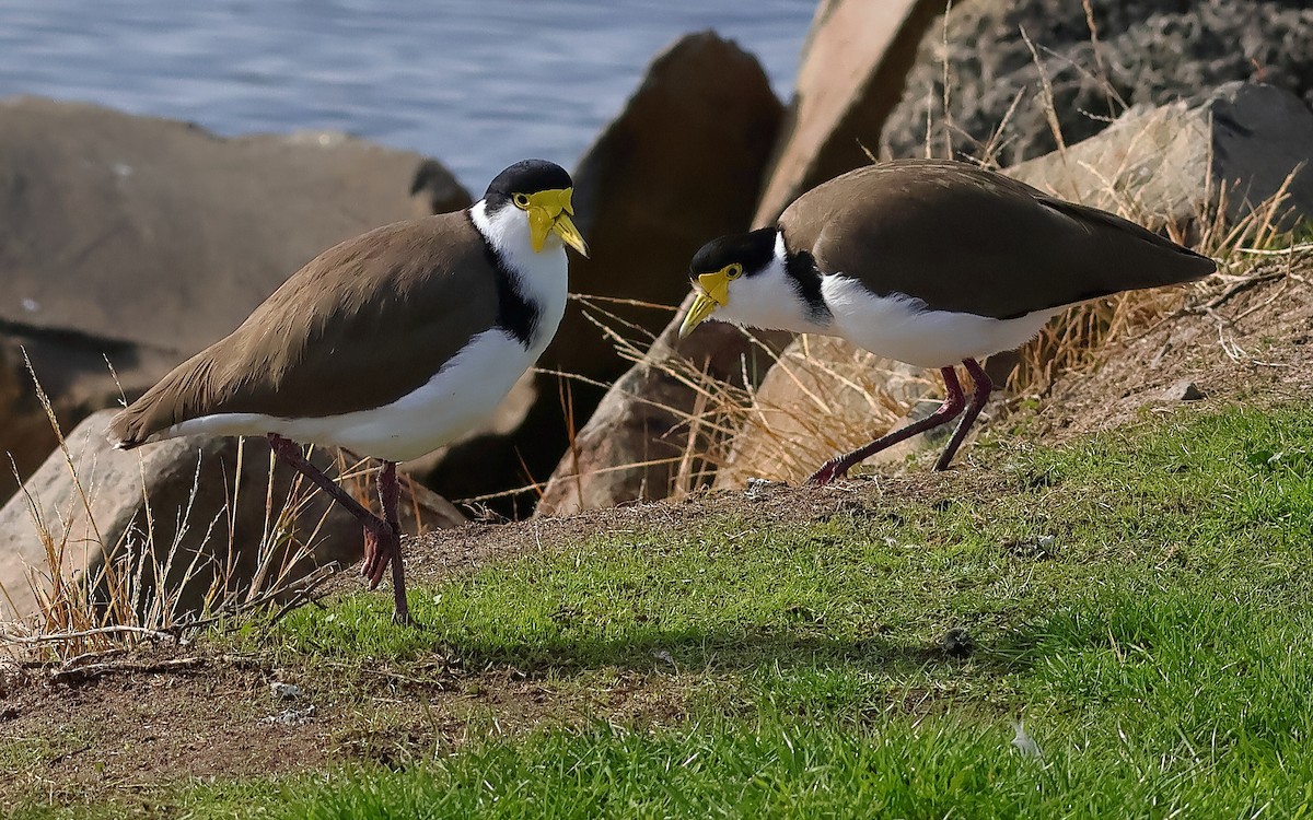 Masked Lapwing (Black-shouldered) - ML646623645