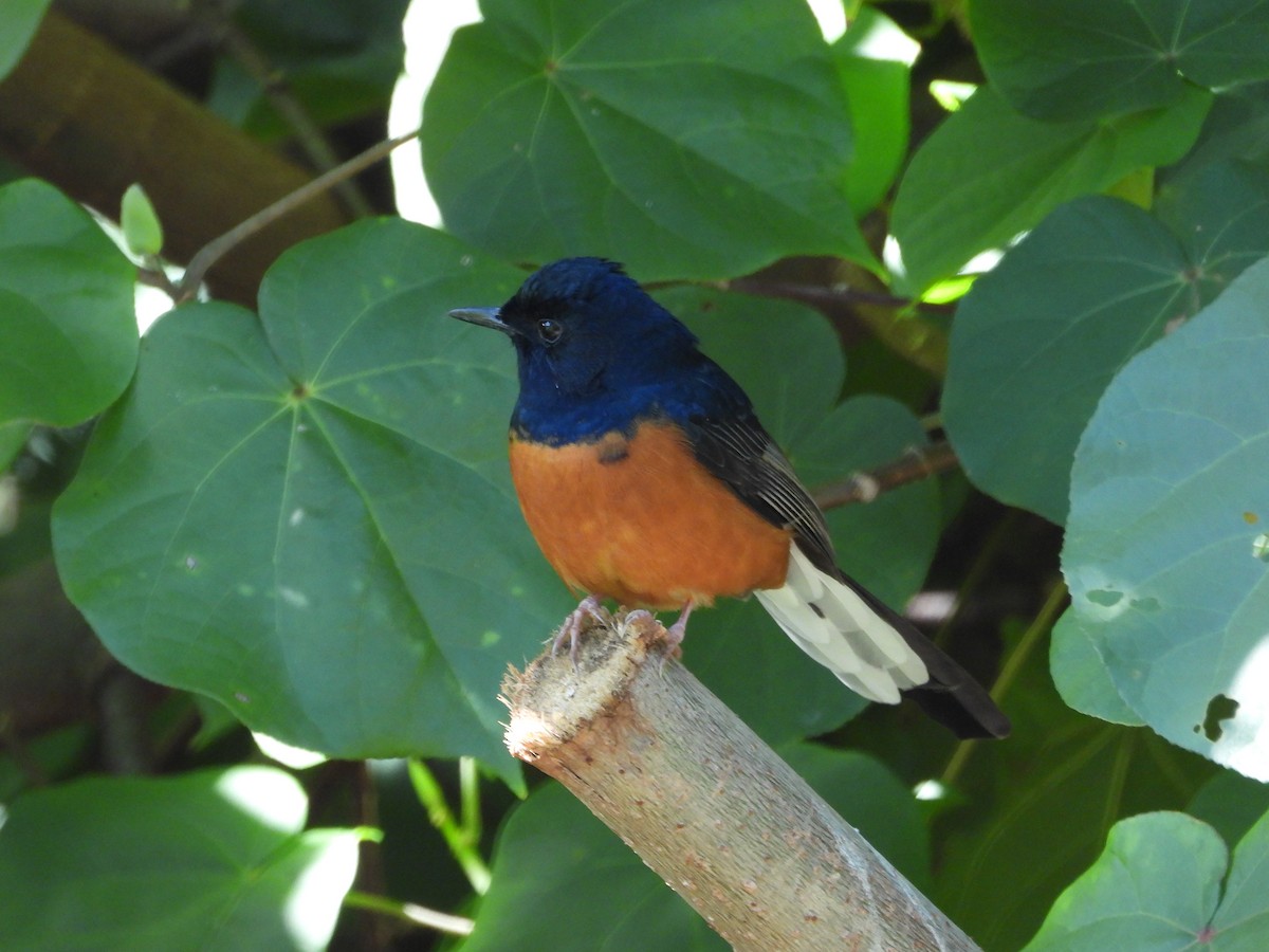 White-rumped Shama - ML646623648