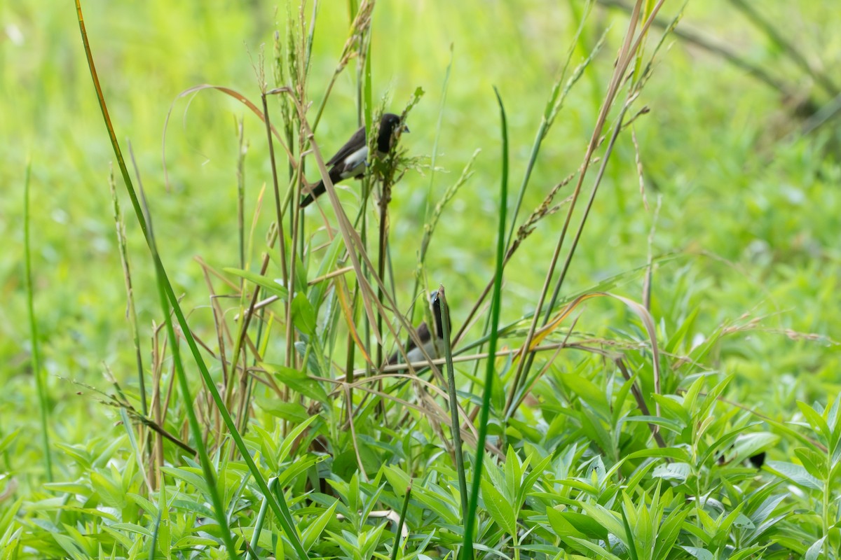 White-rumped Munia - ML646623649