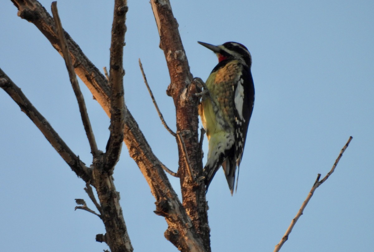 Chupasavia Nuquirrojo - ML646623652