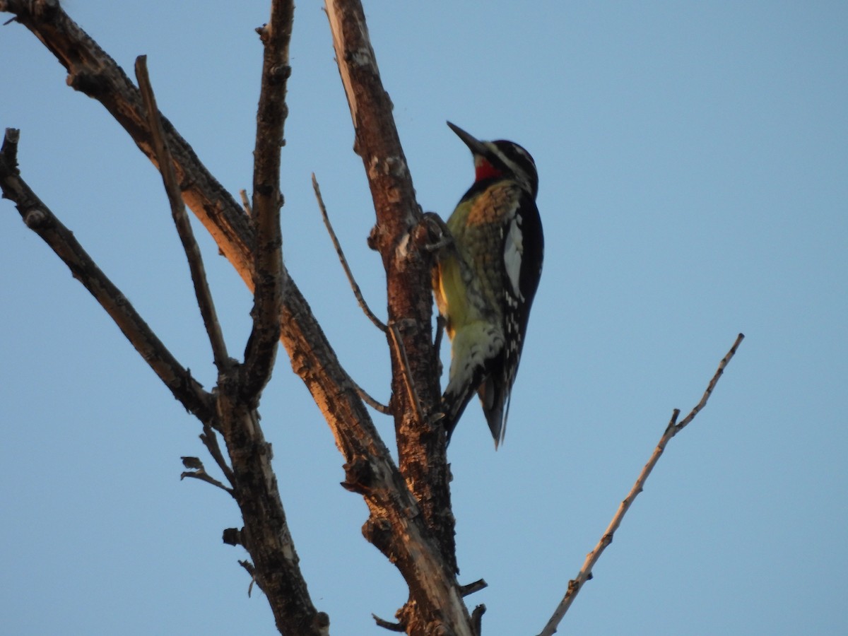 Chupasavia Nuquirrojo - ML646623653