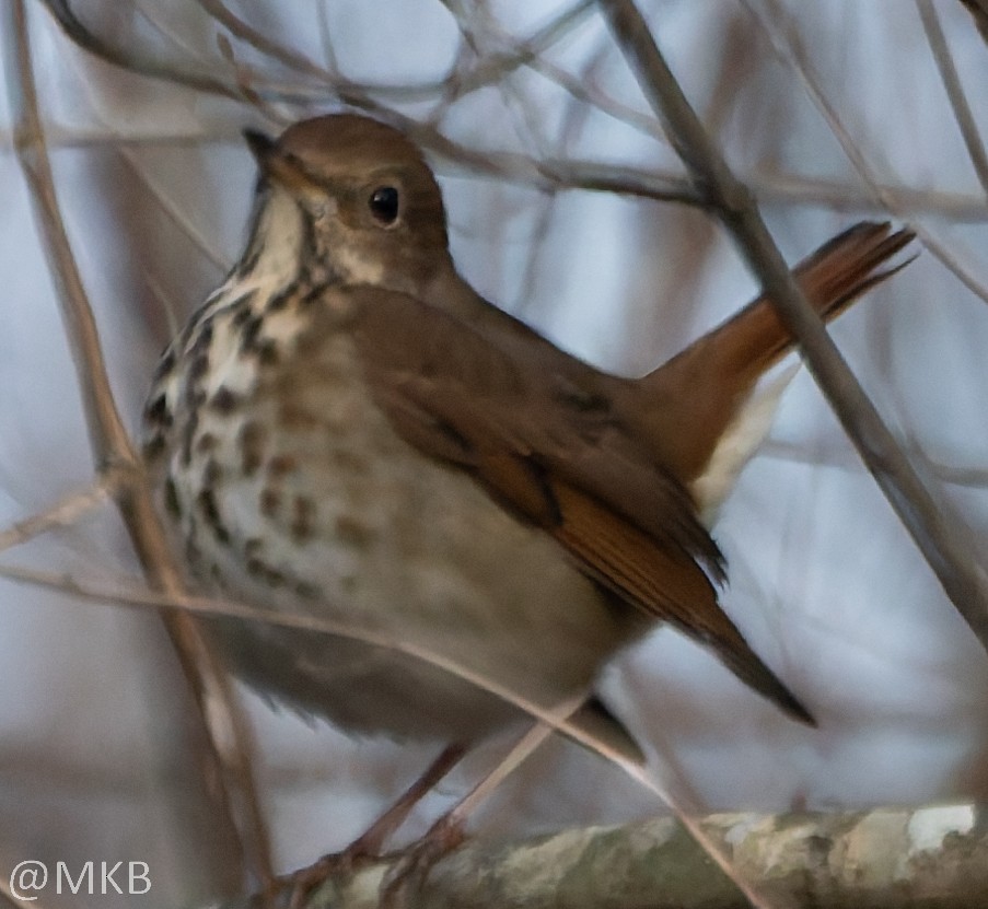 Hermit Thrush - ML646623658