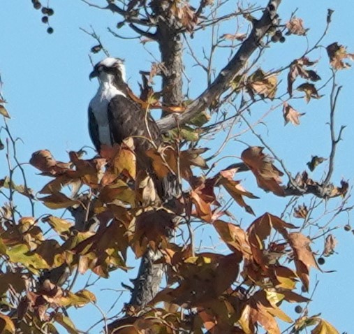 魚鷹 - ML646623659