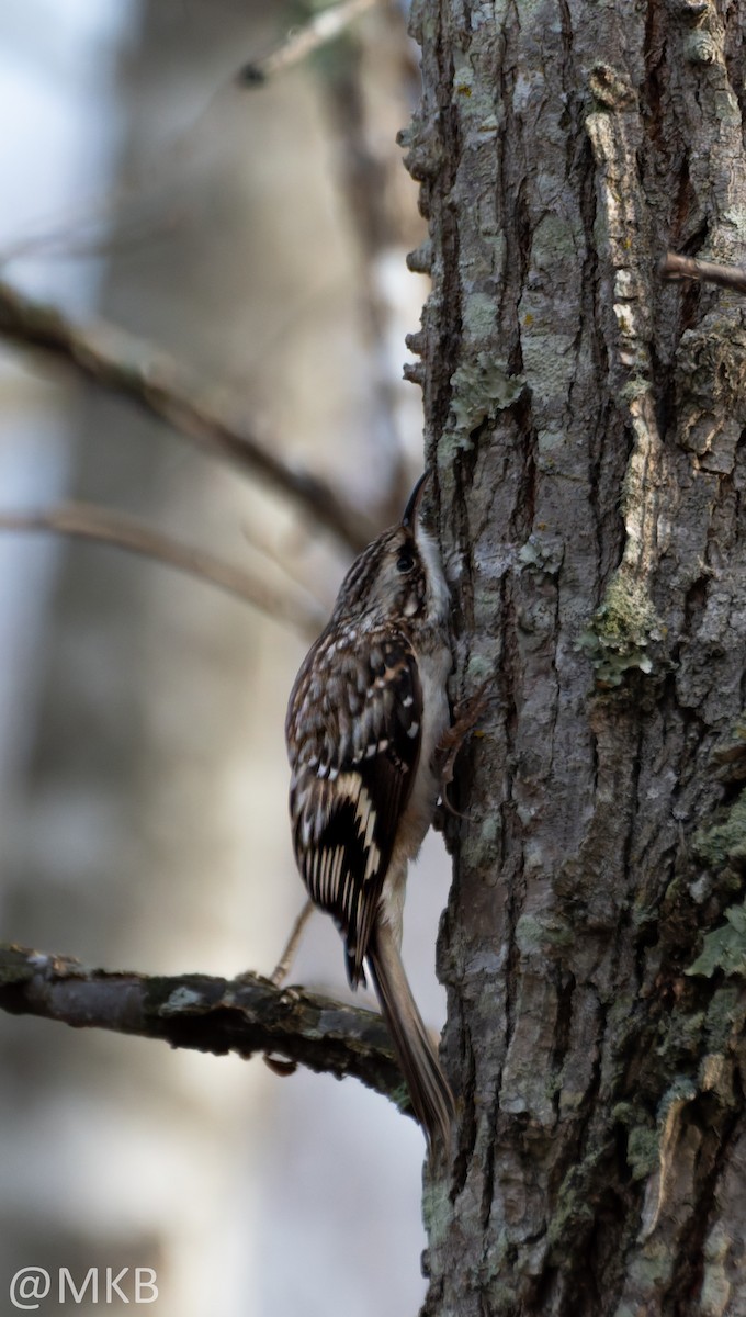 Brown Creeper - ML646623661