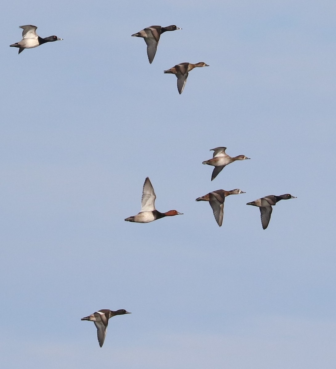 Redhead - ML646623662