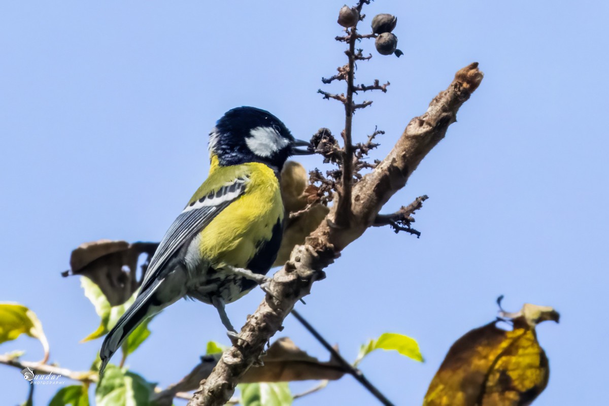 Bergkohlmeise - ML646623663