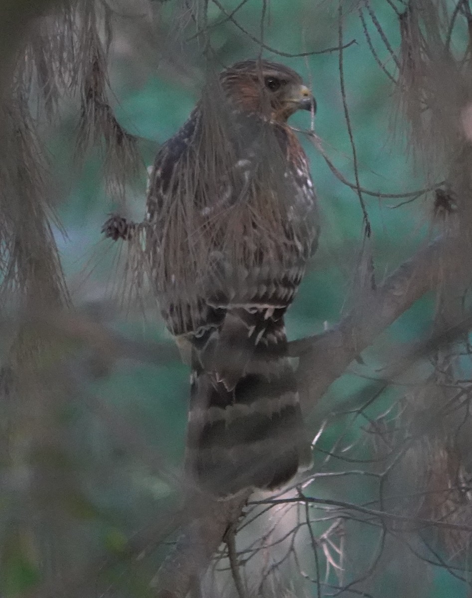 Cooper's Hawk - ML646623664