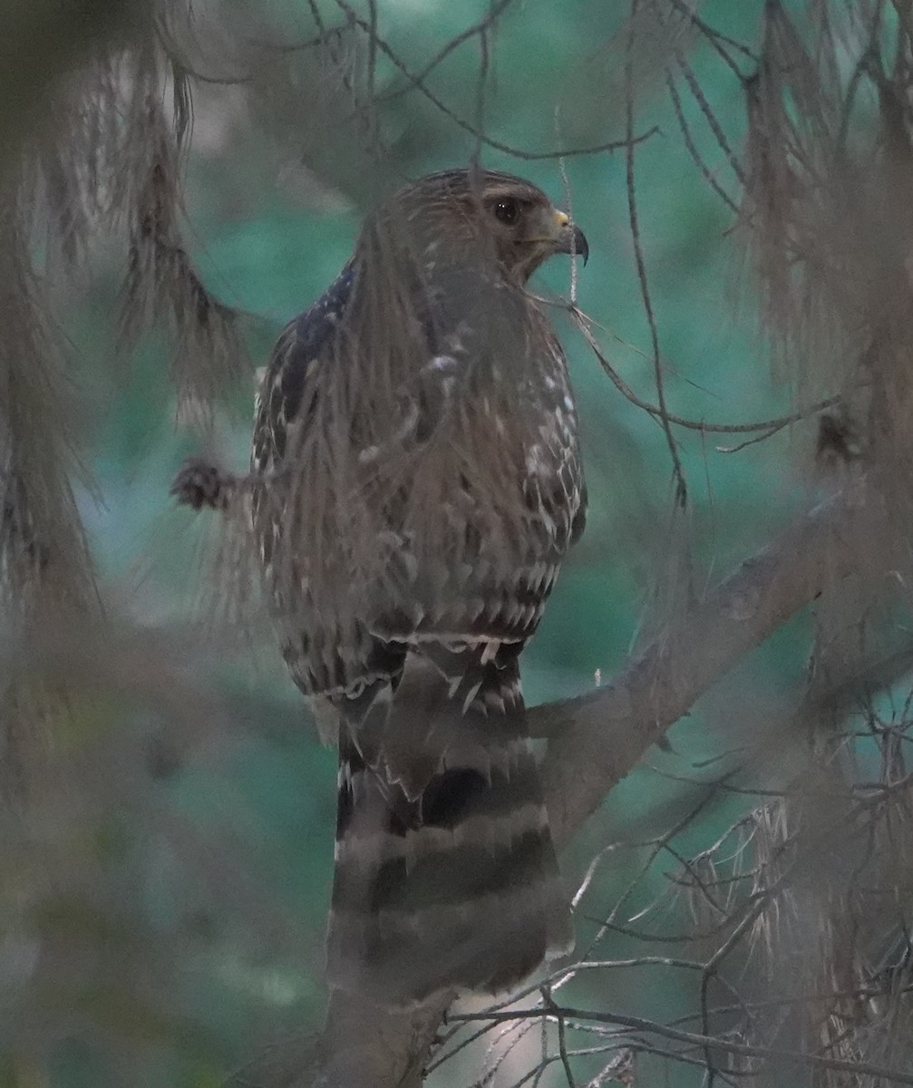 Cooper's Hawk - ML646623665